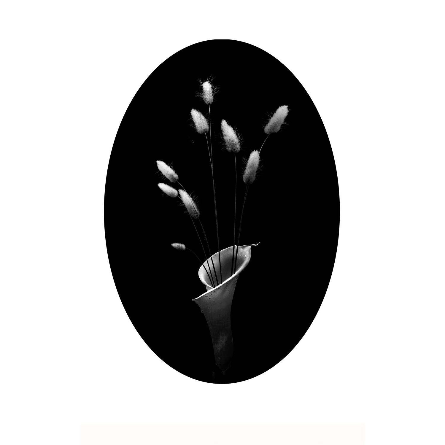 Foxtail Grass 狗尾草