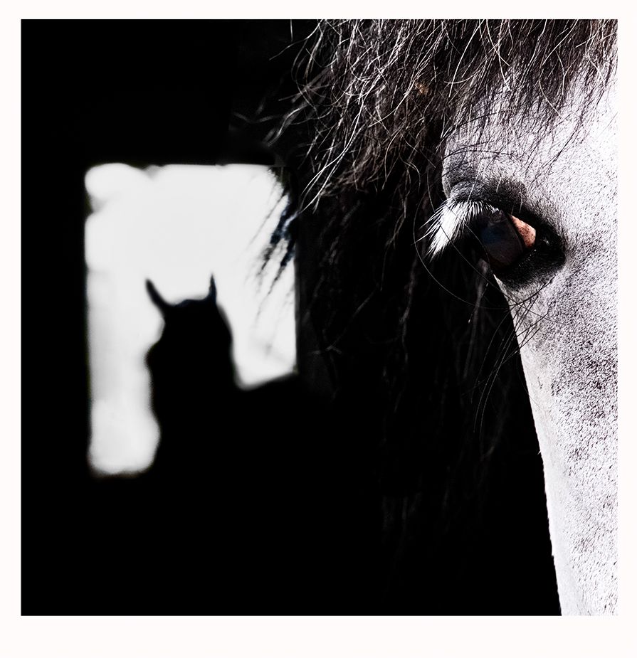 The Eye Seeking Light 寻光的眼睛