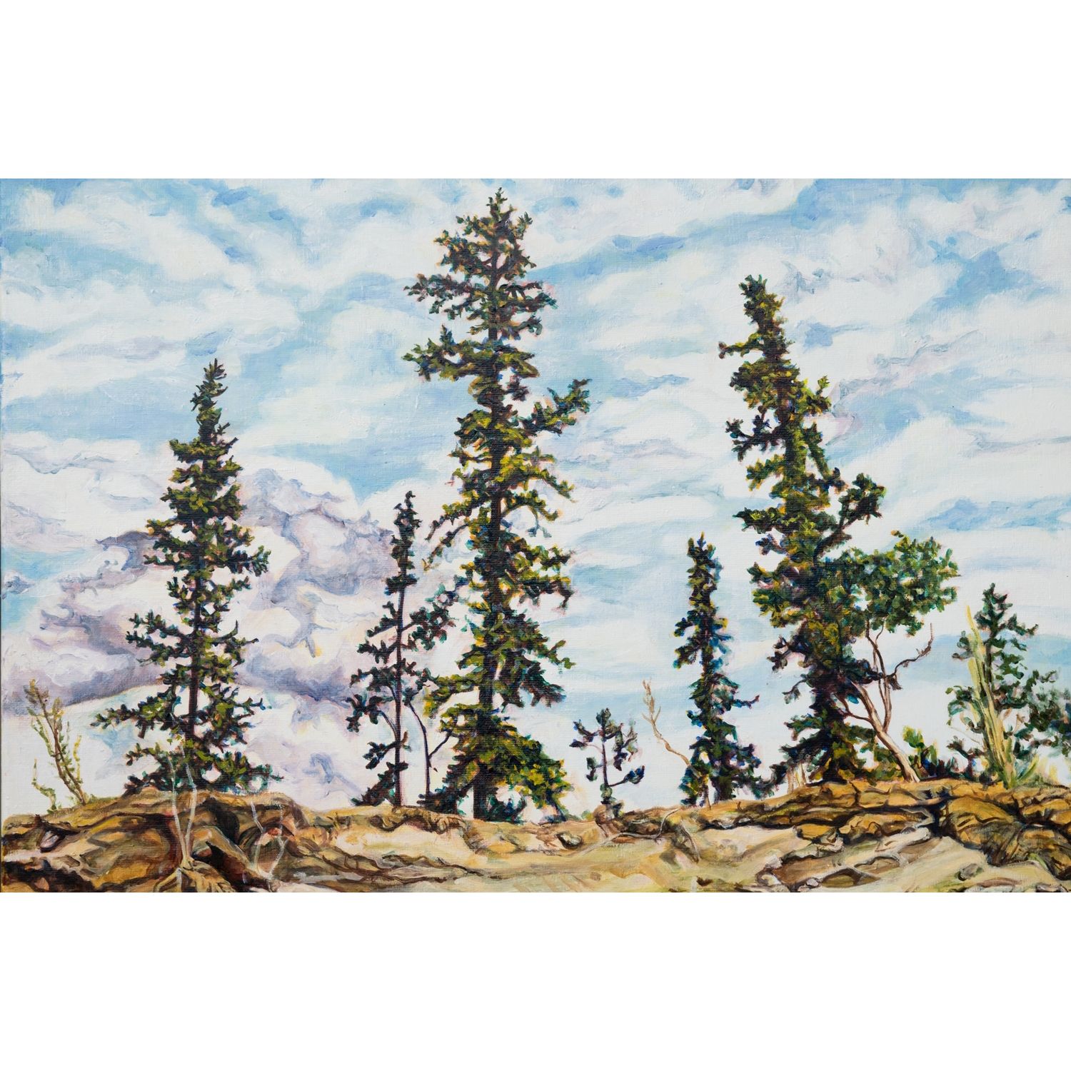 Yukon Tree 郁空省的树木 Yukon Tree 郁空省的树木