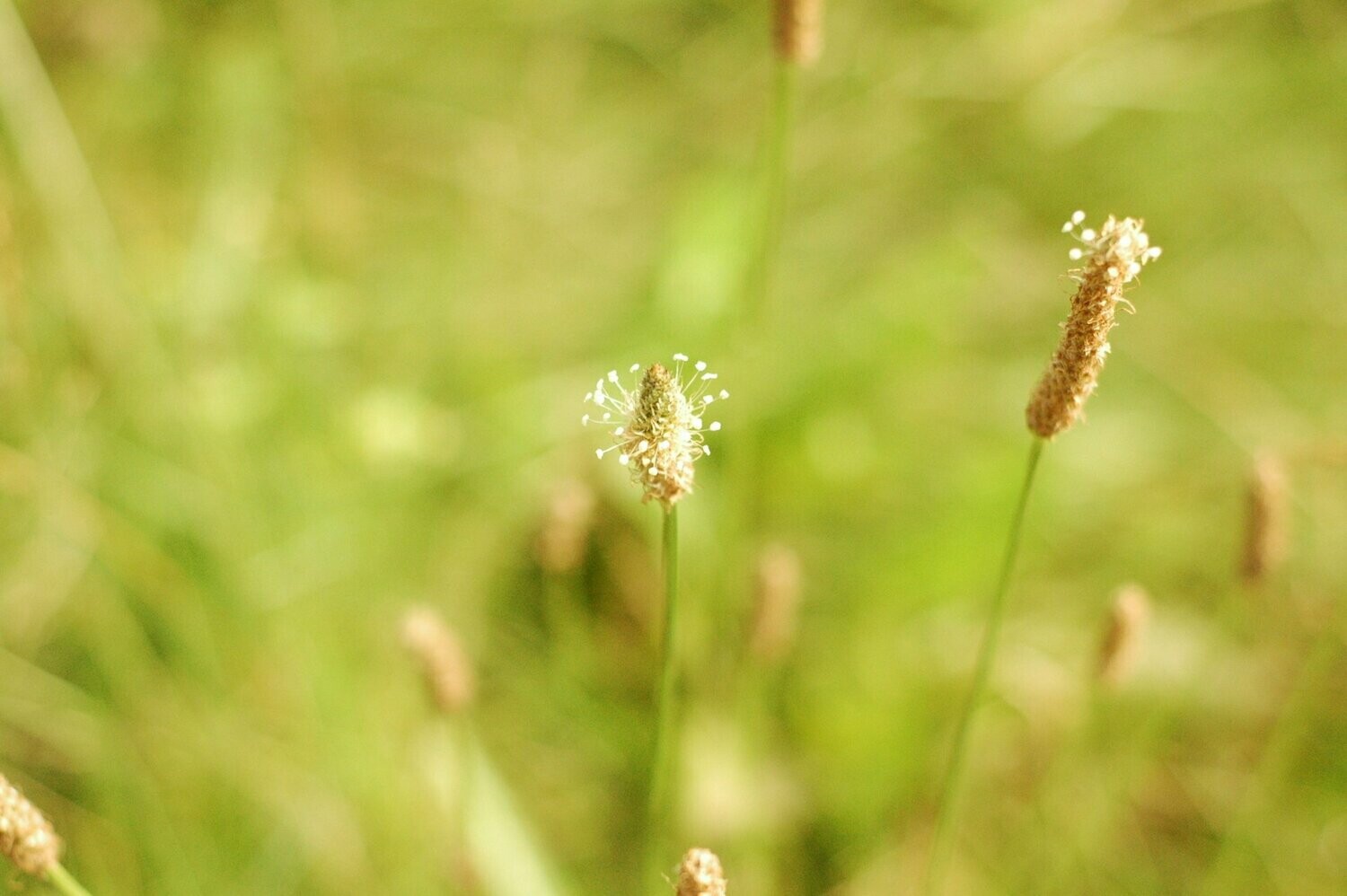 Abnehmhypnose