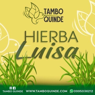 Hierba Luisa de Tambo Quinde
