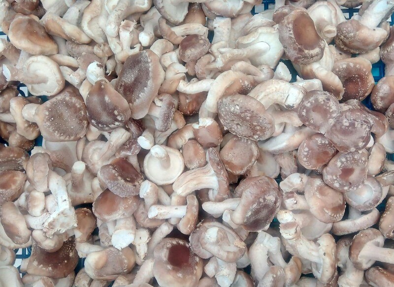 Shiitaké  Bio frais 2 kg