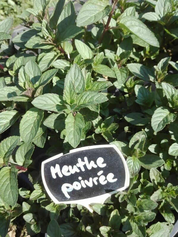 Menthe Poivrée