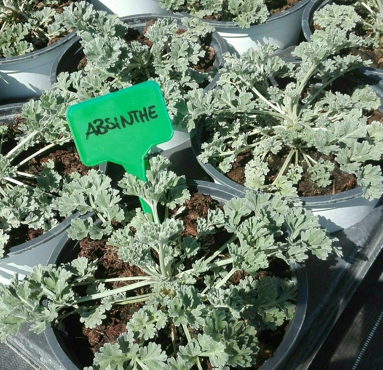 Absinth