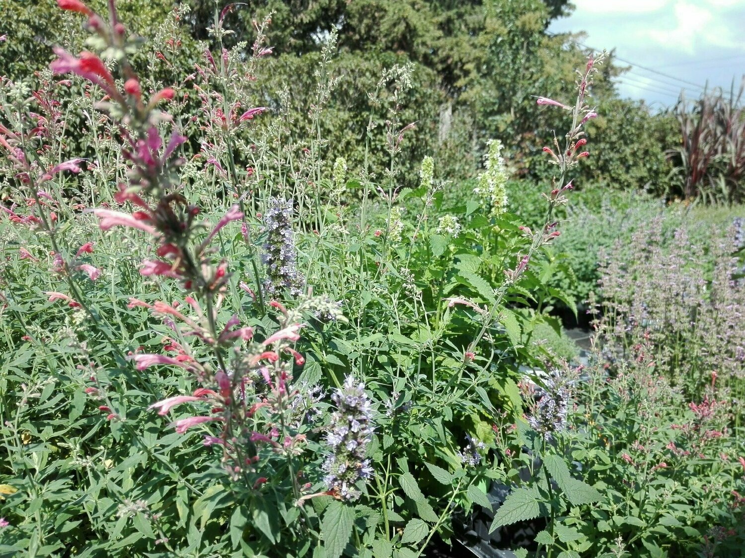 Agastache Cana