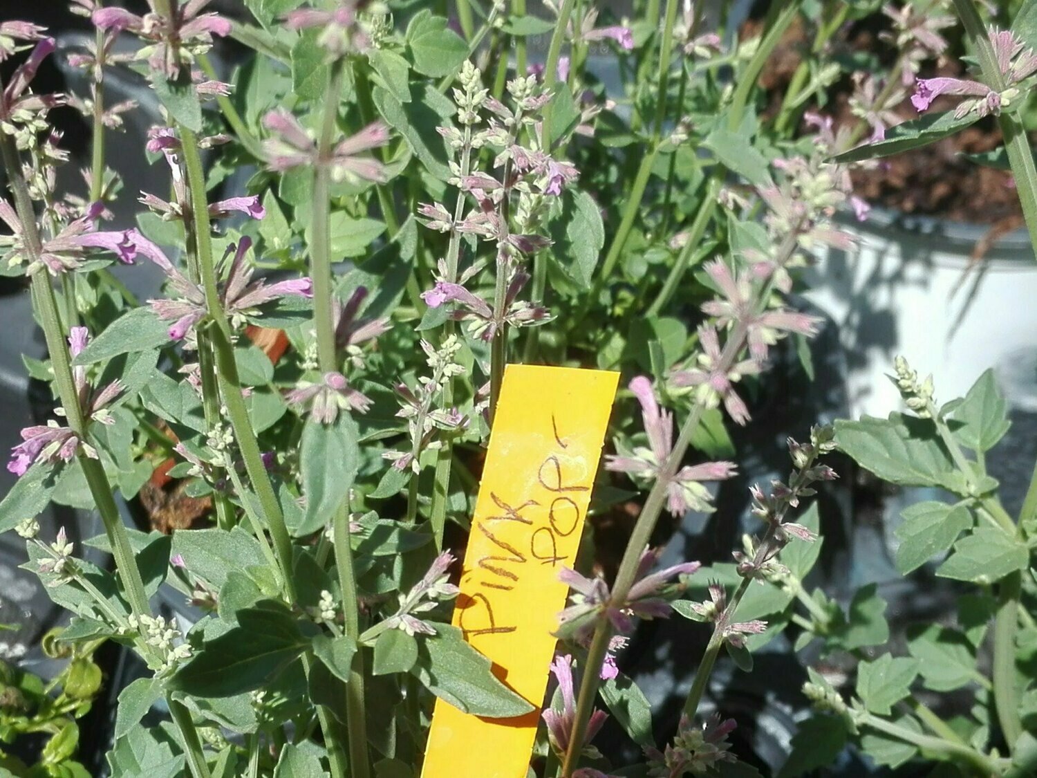 Agastache 'Pink Pop'