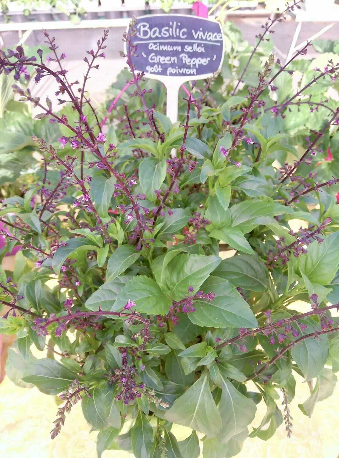 Basilic 'Green Pepper'