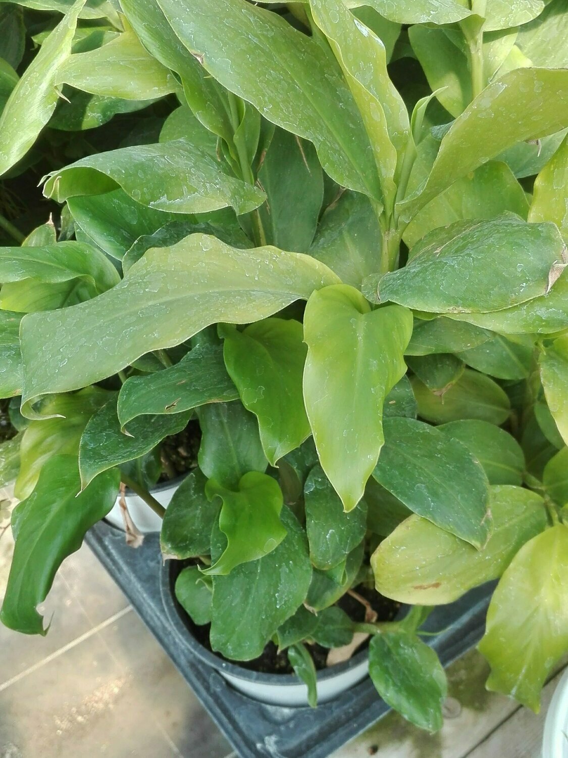 Cardamome