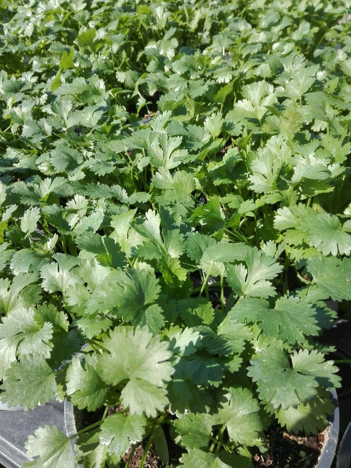 Coriandre 'Eagle'