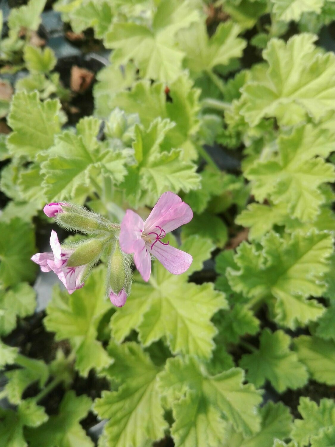 Geranium odorant 'Atar of Roses'