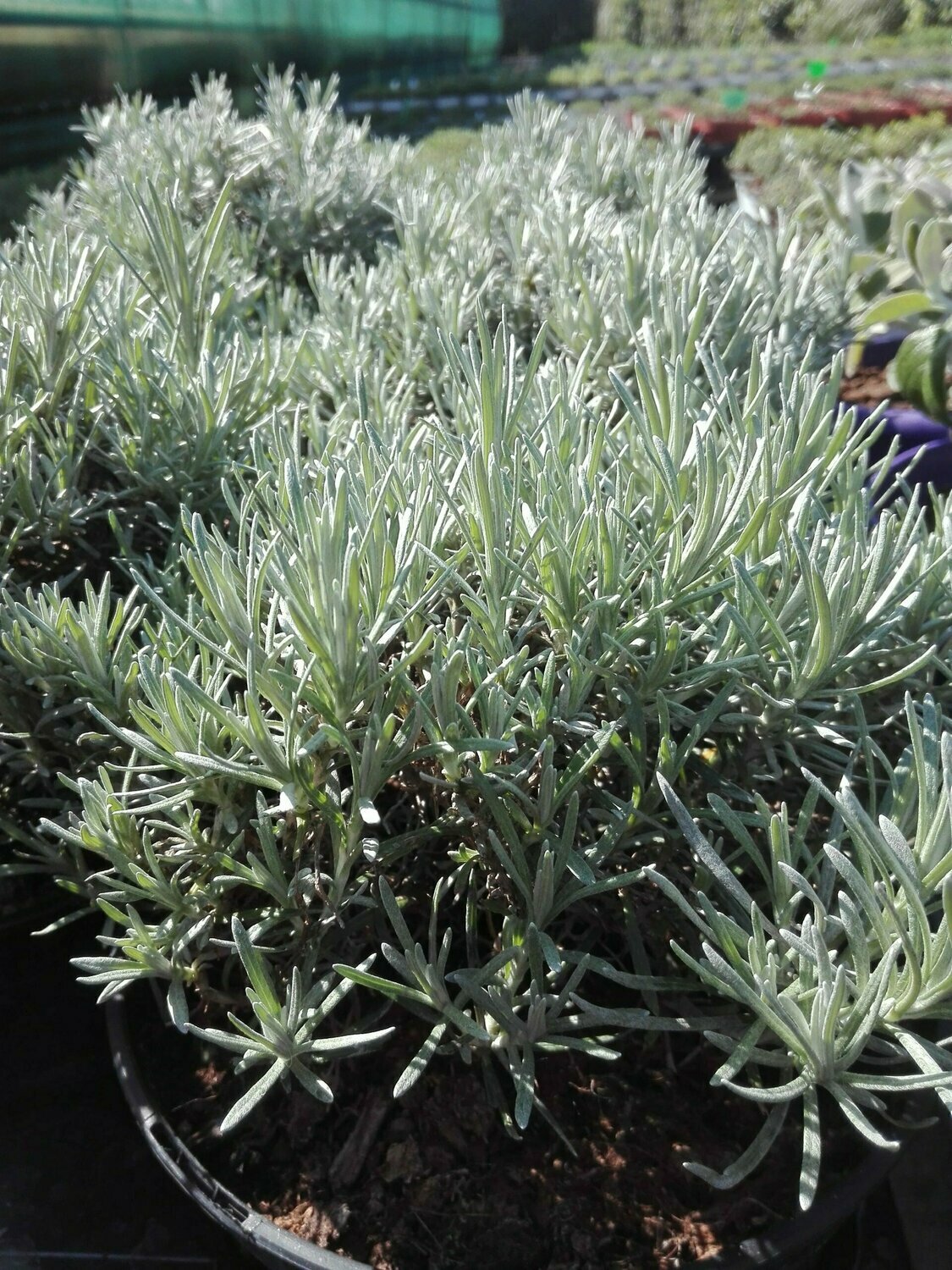 Immortelle d'Italie ou Herbe à Curry