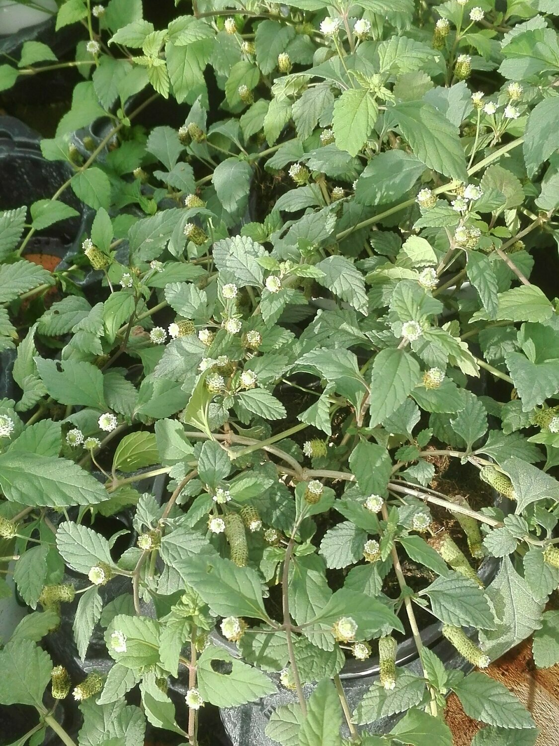 Herbe sucré d’Aztèke