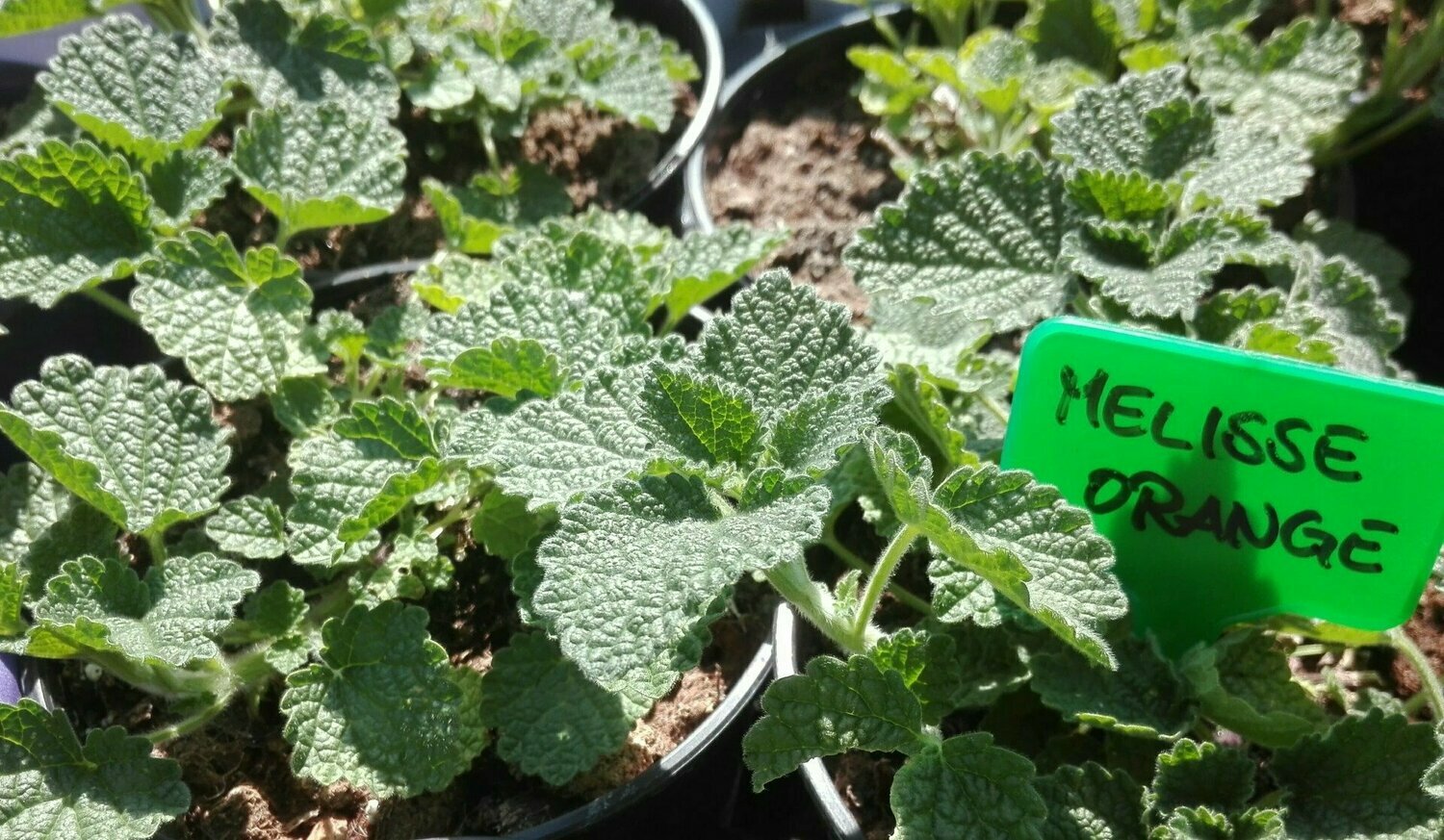 Melisse orange