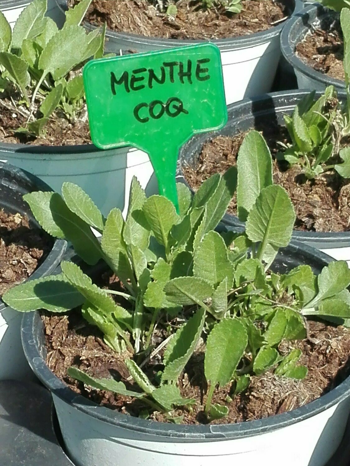 Menthe coq