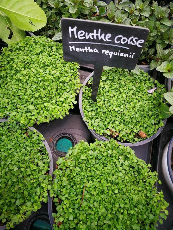 Menthe Corse