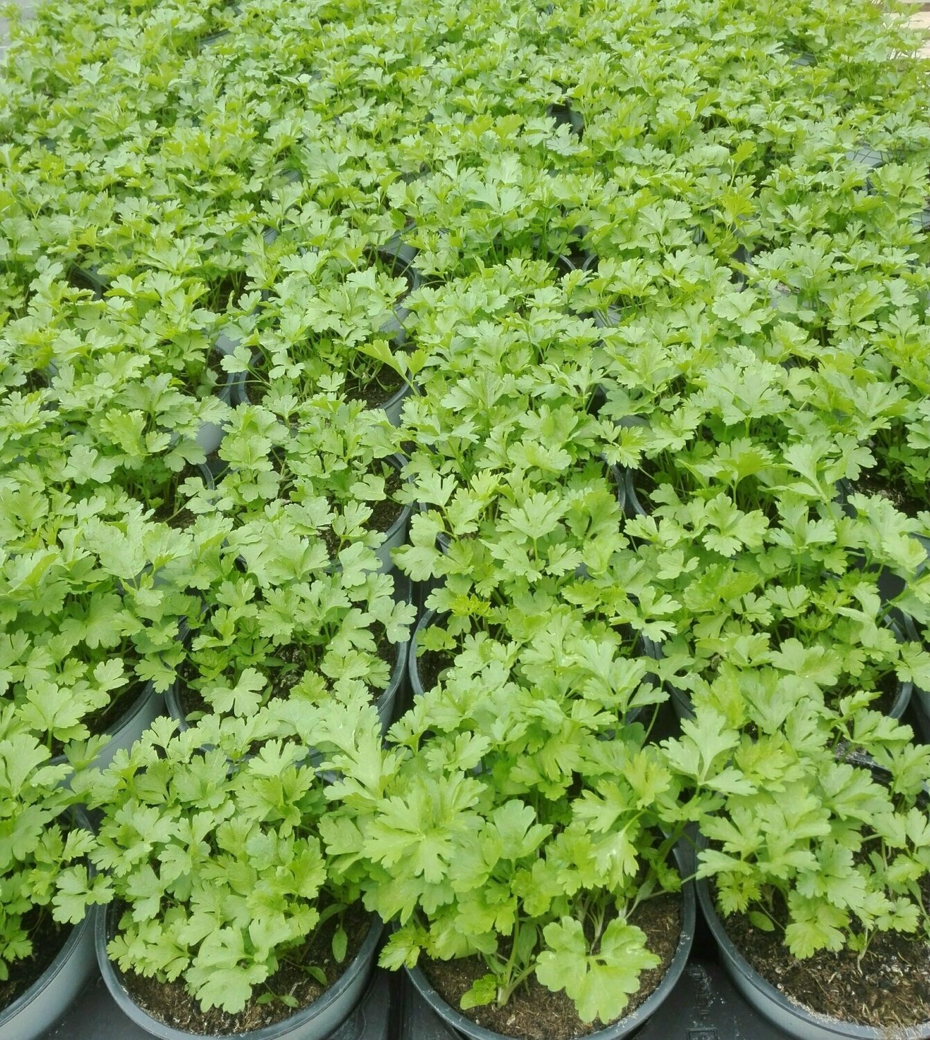 Persil plat