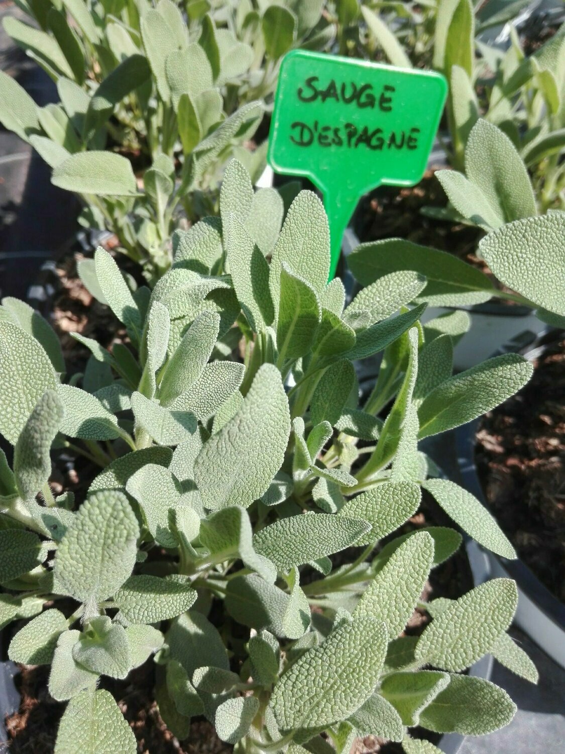 Sauge d'Espagne