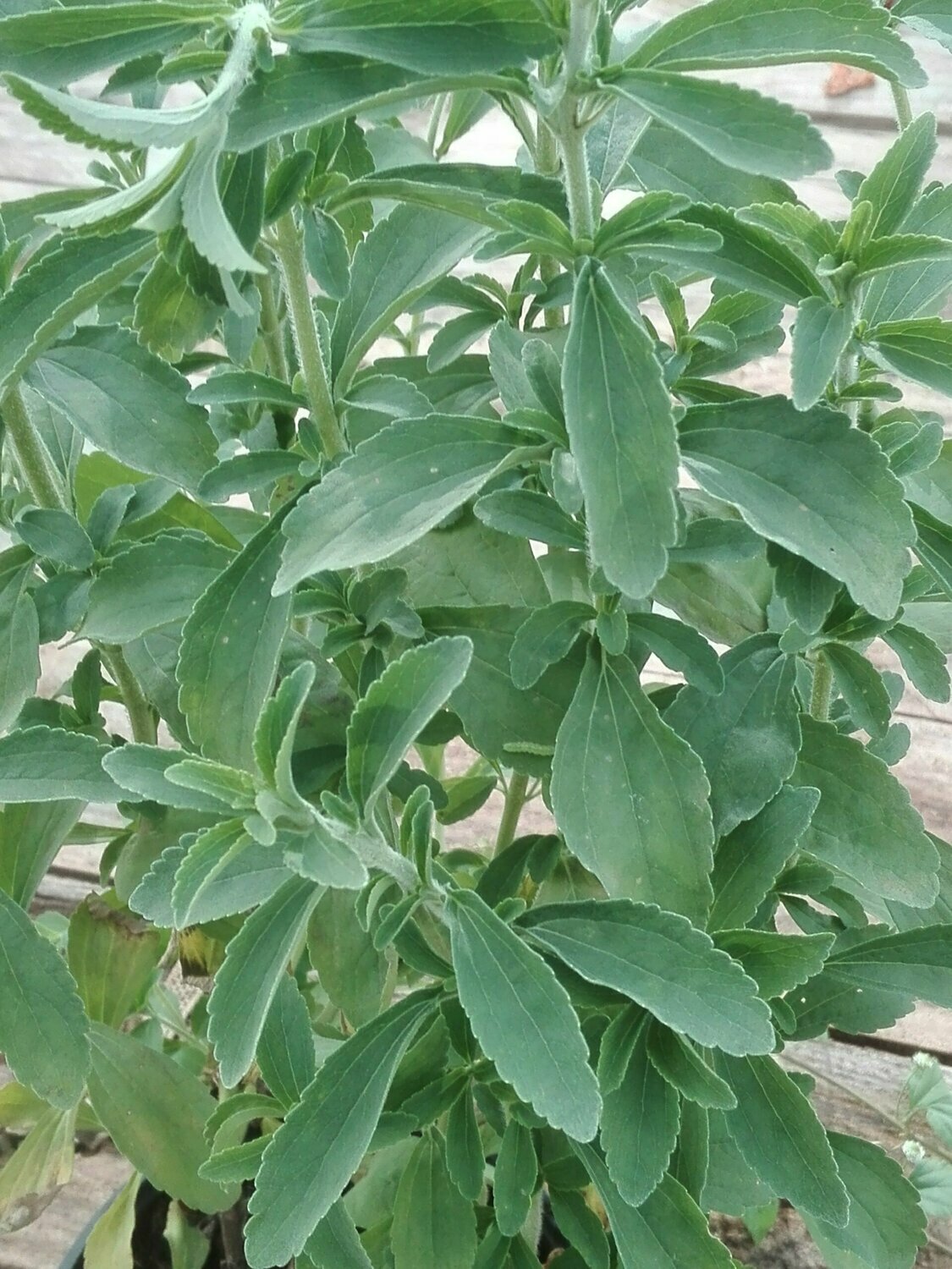 Stevia ou  Plante à sucre