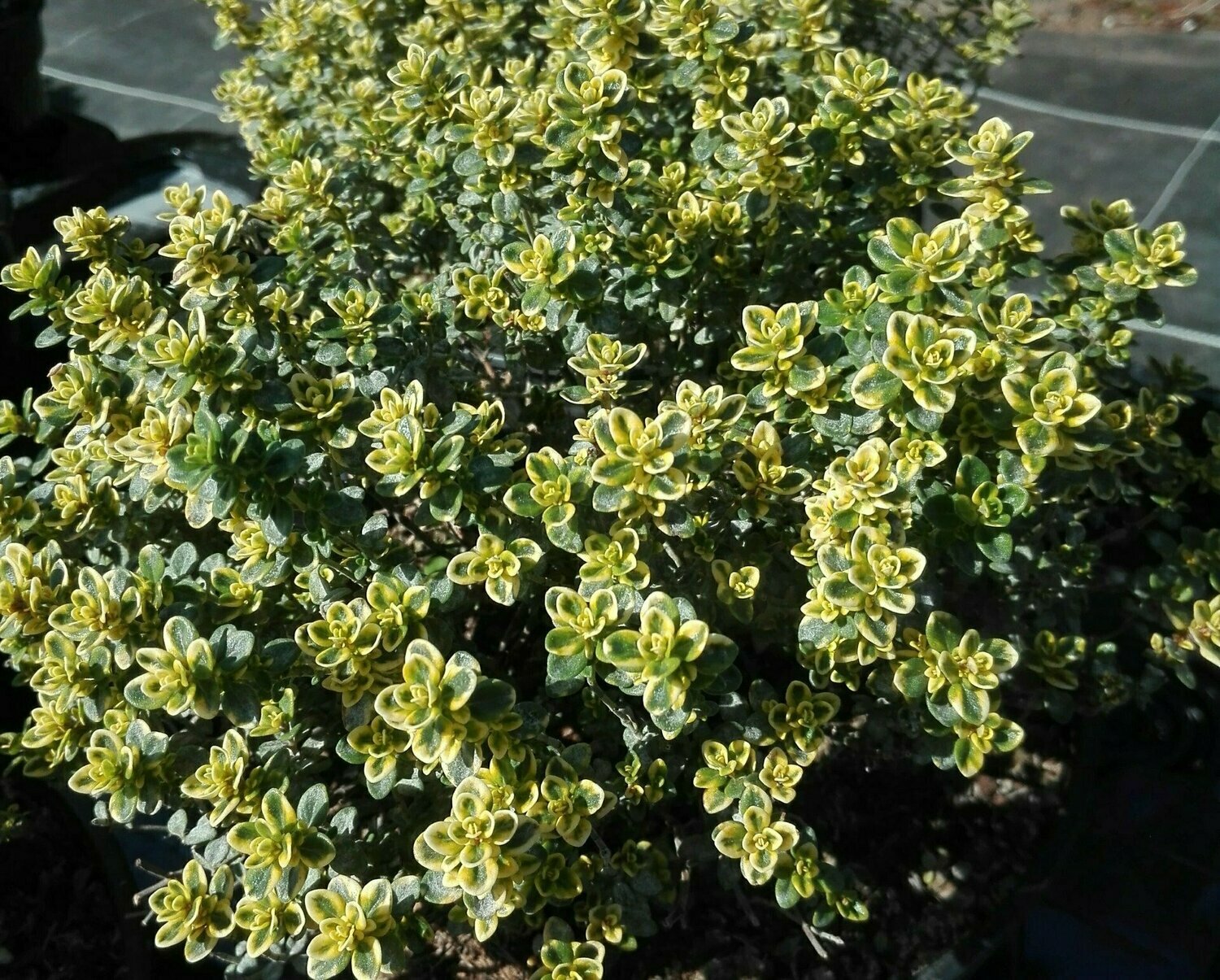 Thym citron panaché Ø20