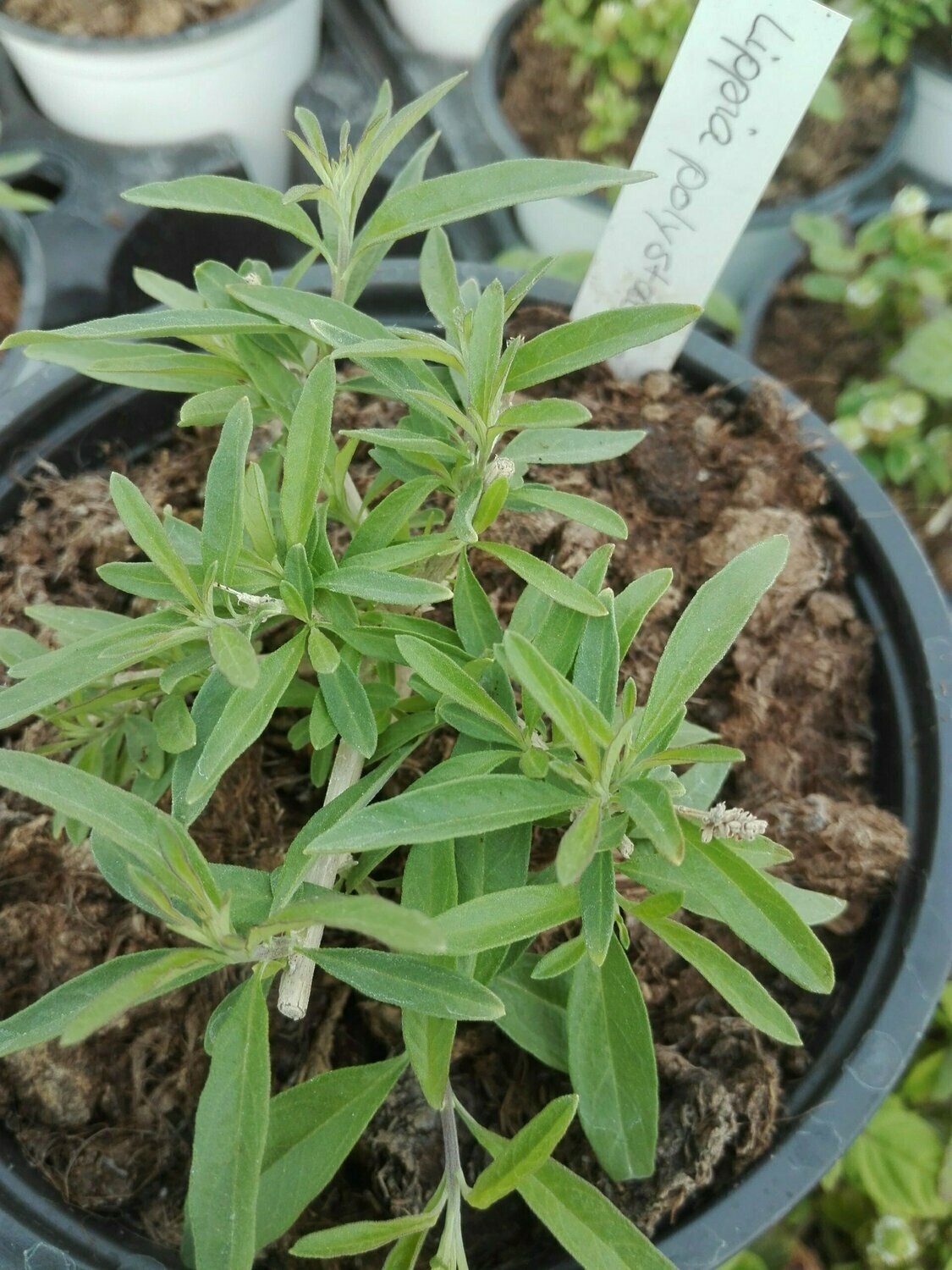 Verveine d’Argentine