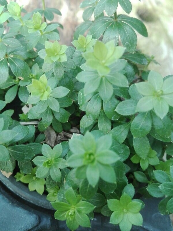 Aspérule odorante