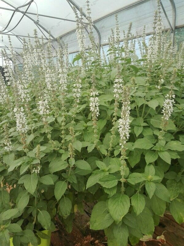 Basilic Perpétuel - Pot Ø14