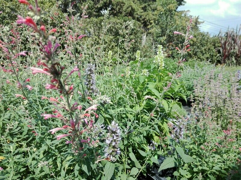 Agastache Cana