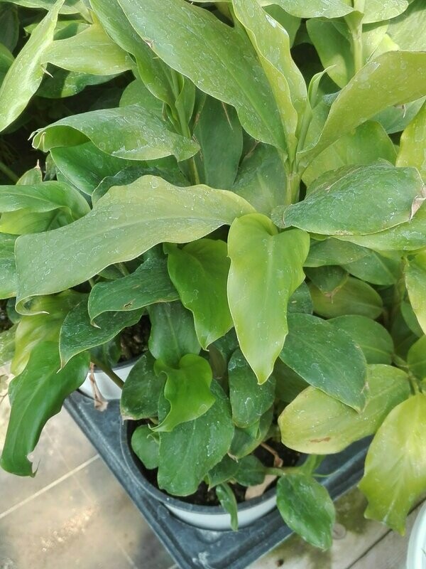 Cardamome