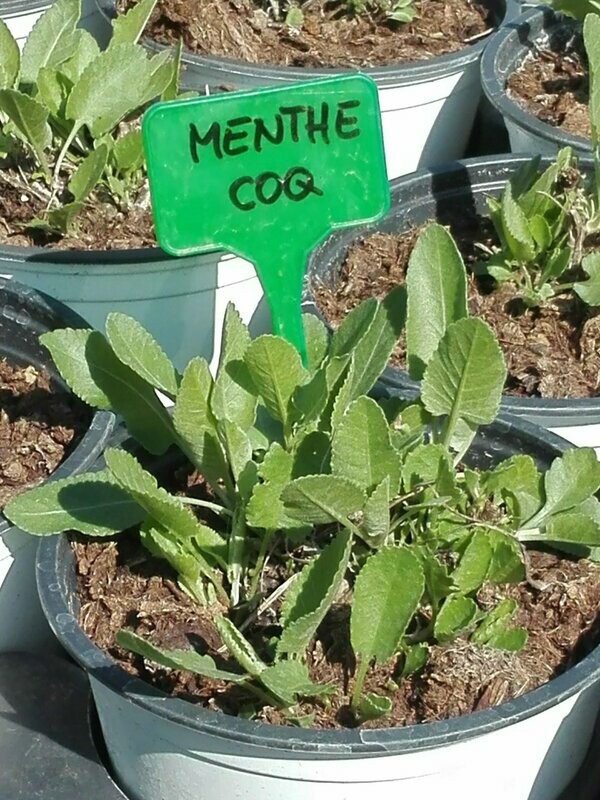 Menthe coq