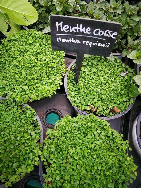 Menthe Corse