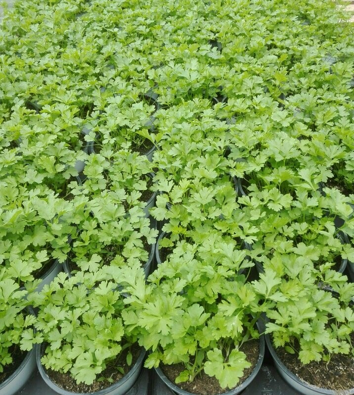 Persil plat