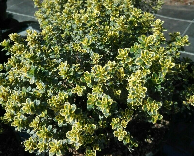 Thym citron panaché Ø20