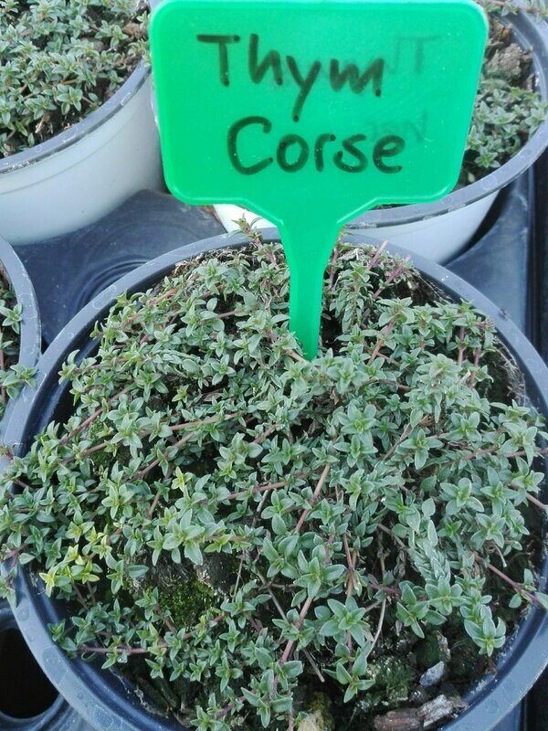 Thym corse - Thym cumin
