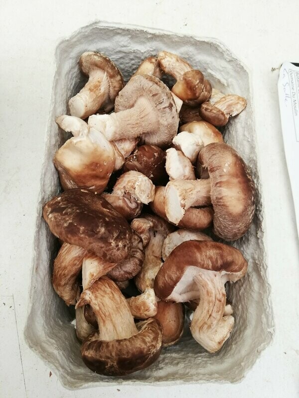 Shiitaké Bio frais 250g