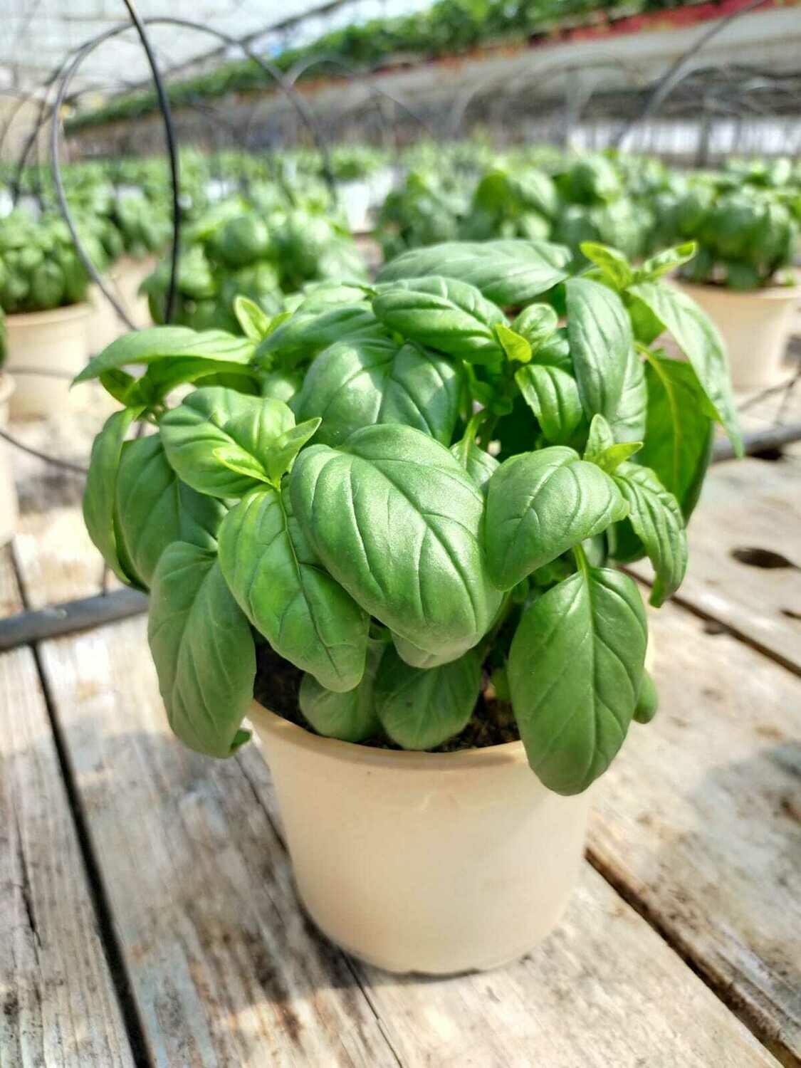 Basilic 'Fortilargero' potØ12 biodégradable