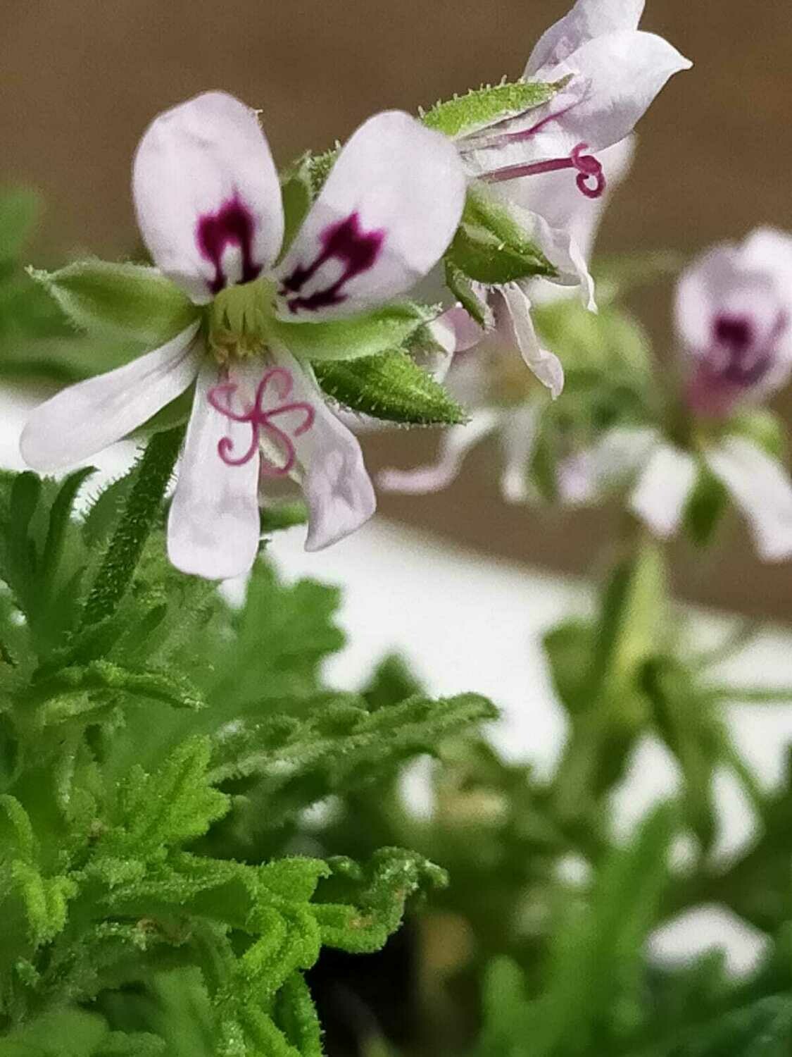 Geranium odorant 'Dr. Livingston'