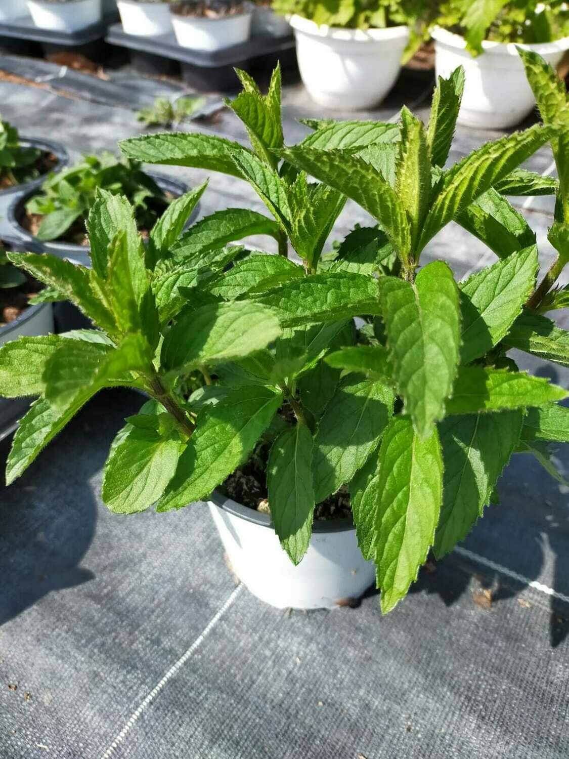 Menthe Swiss