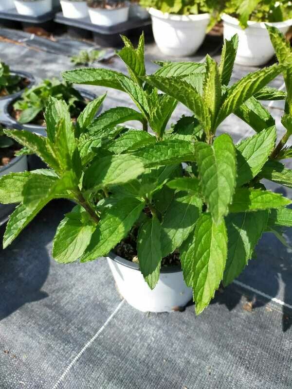 Menthe Swiss