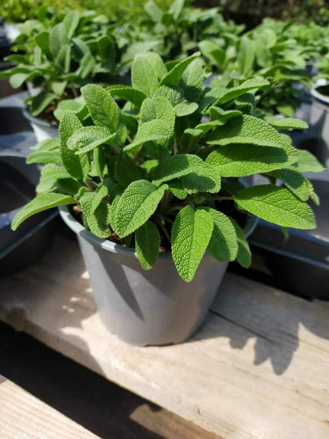 Sauge  'Growers Friend'