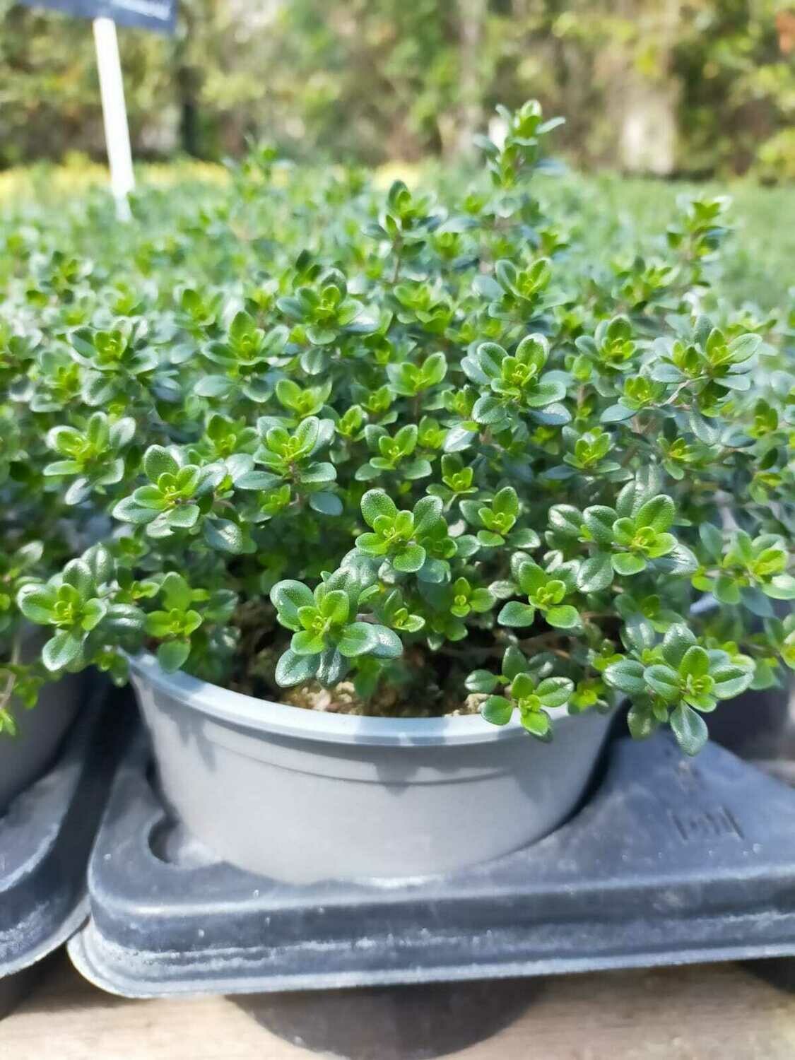 Thym citron Ø14