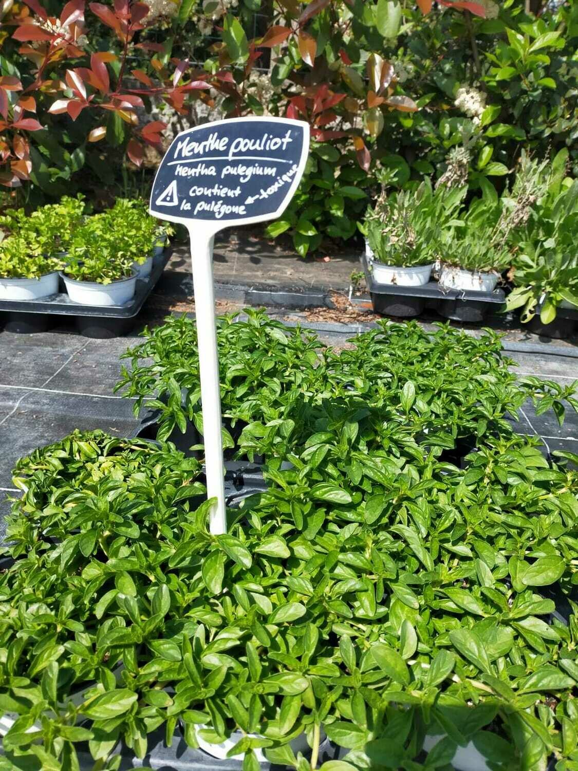 Menthe pouliot