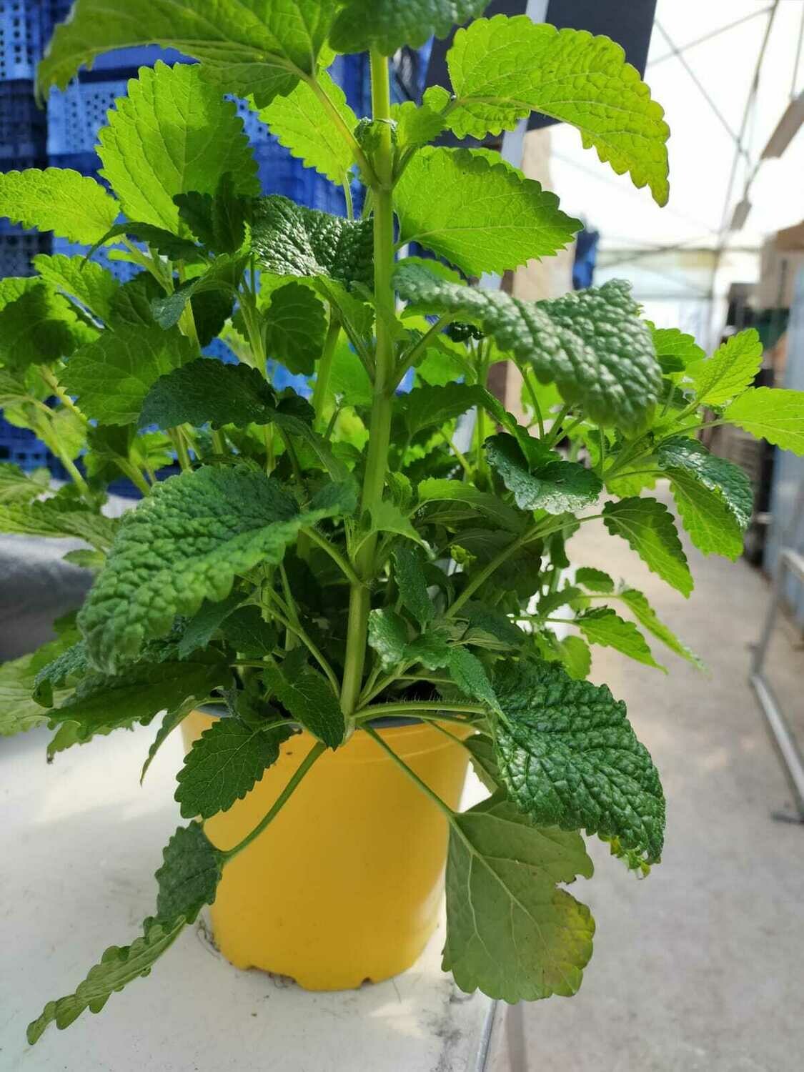 Melisse citron