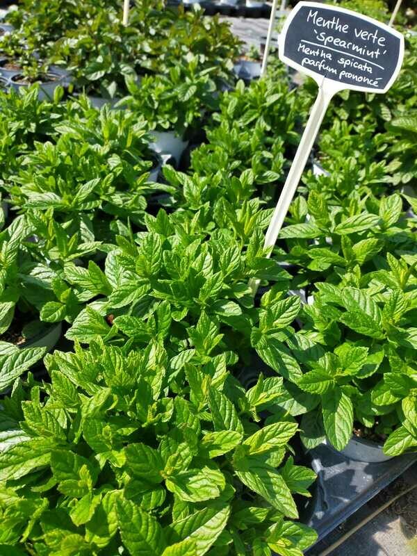 Menthe Spearmint