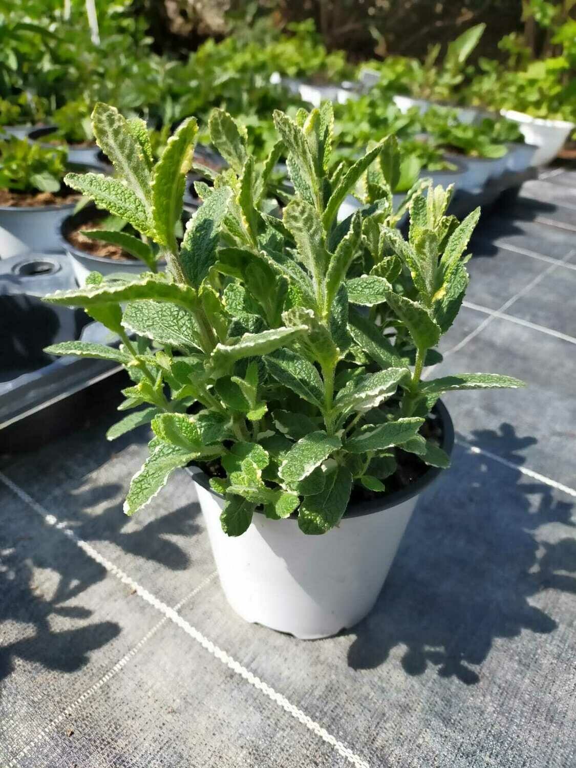 Menthe panachée Ananas