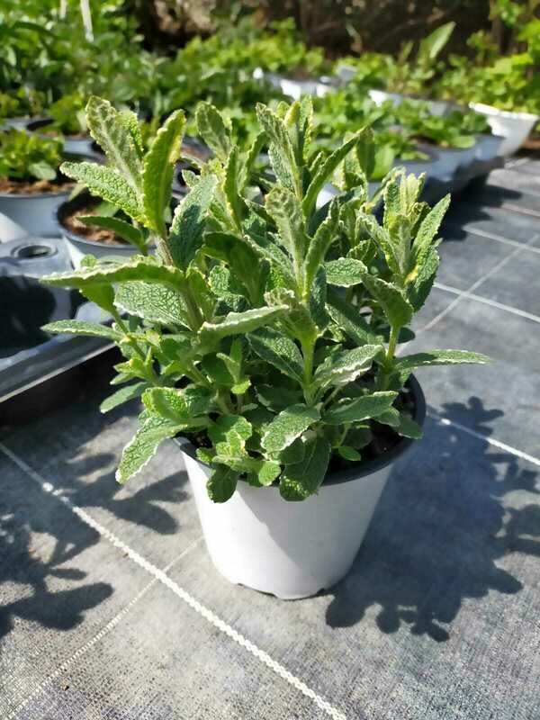 Menthe panachée Ananas