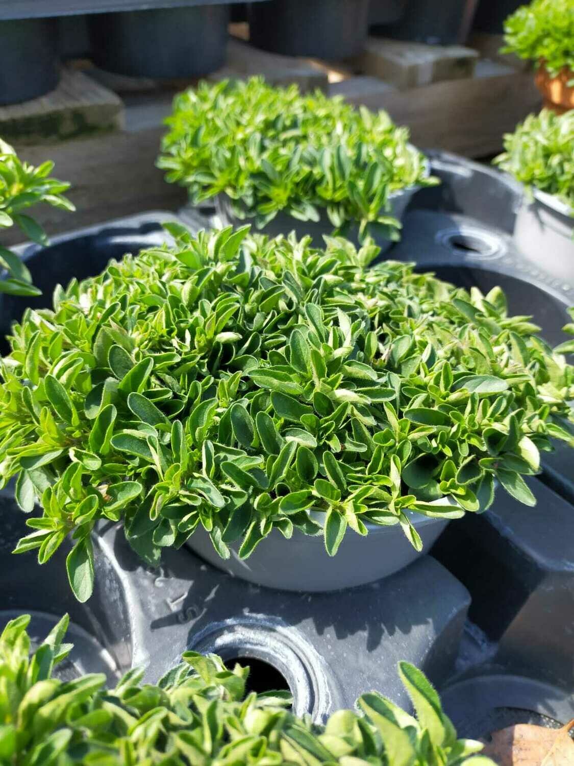 Origan italien rampant 'Suprème'