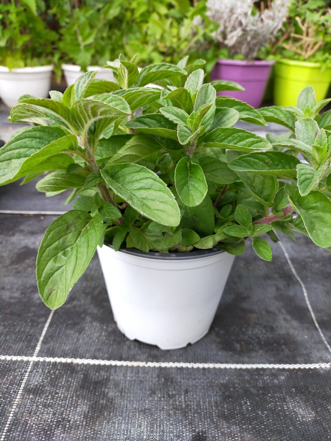 Menthe Citron