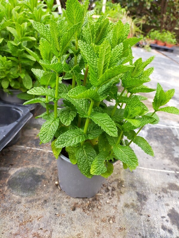 Menthe verte 'Nana'