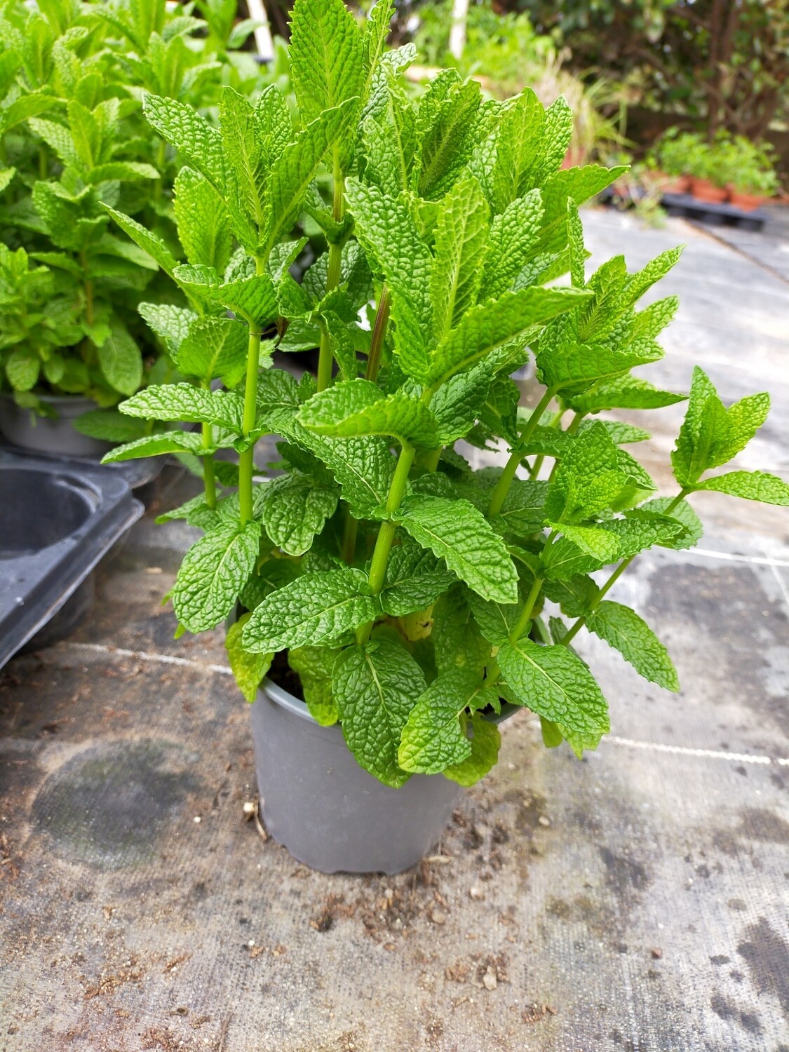 Menthe verte 'Nana'