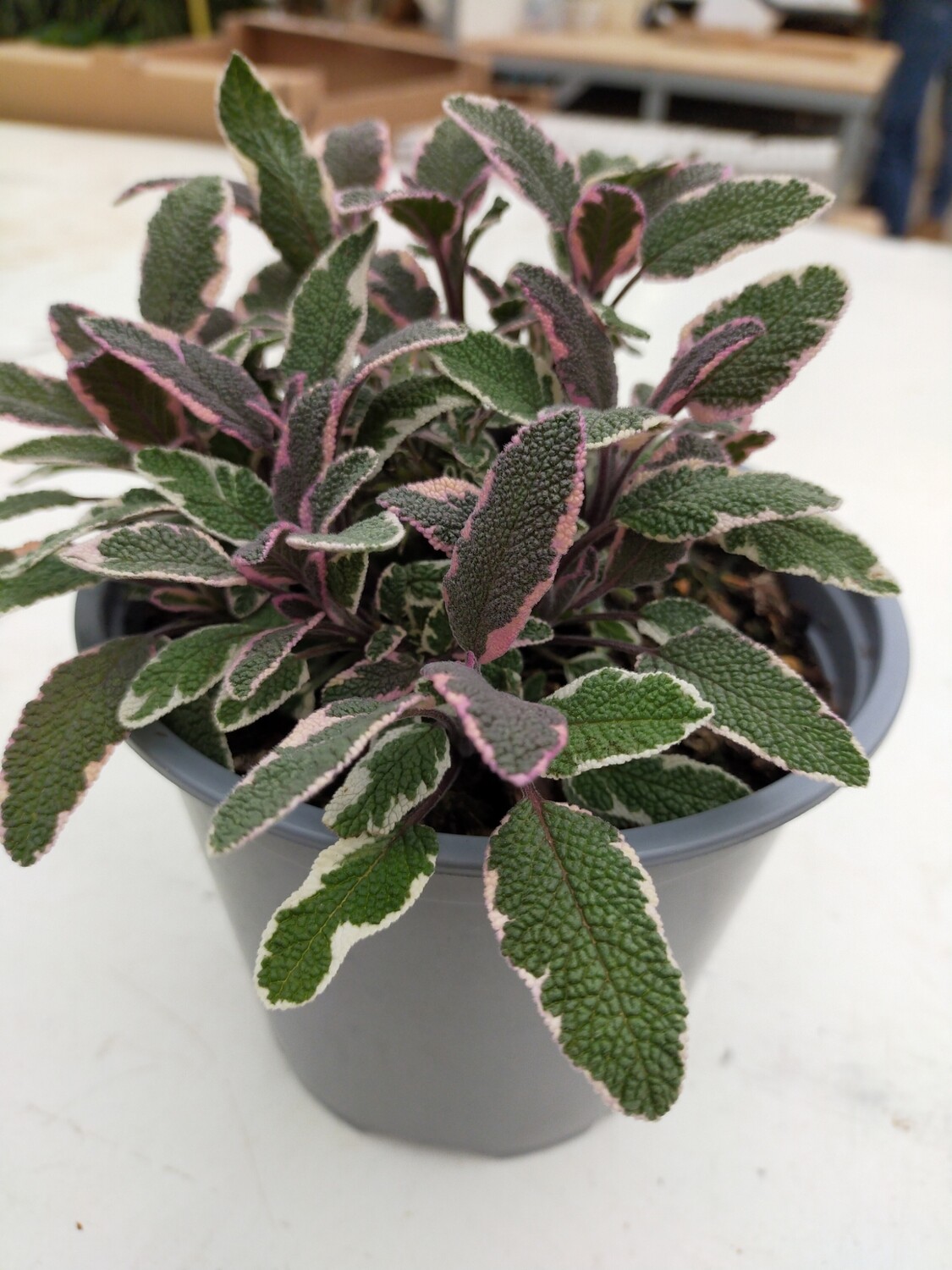 Sauge tricolor
